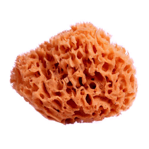 Scotty's Professional Natural Sea Sponge