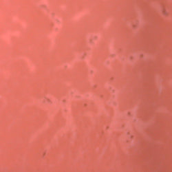 PPI Skin Illustrator Alcohol Inks