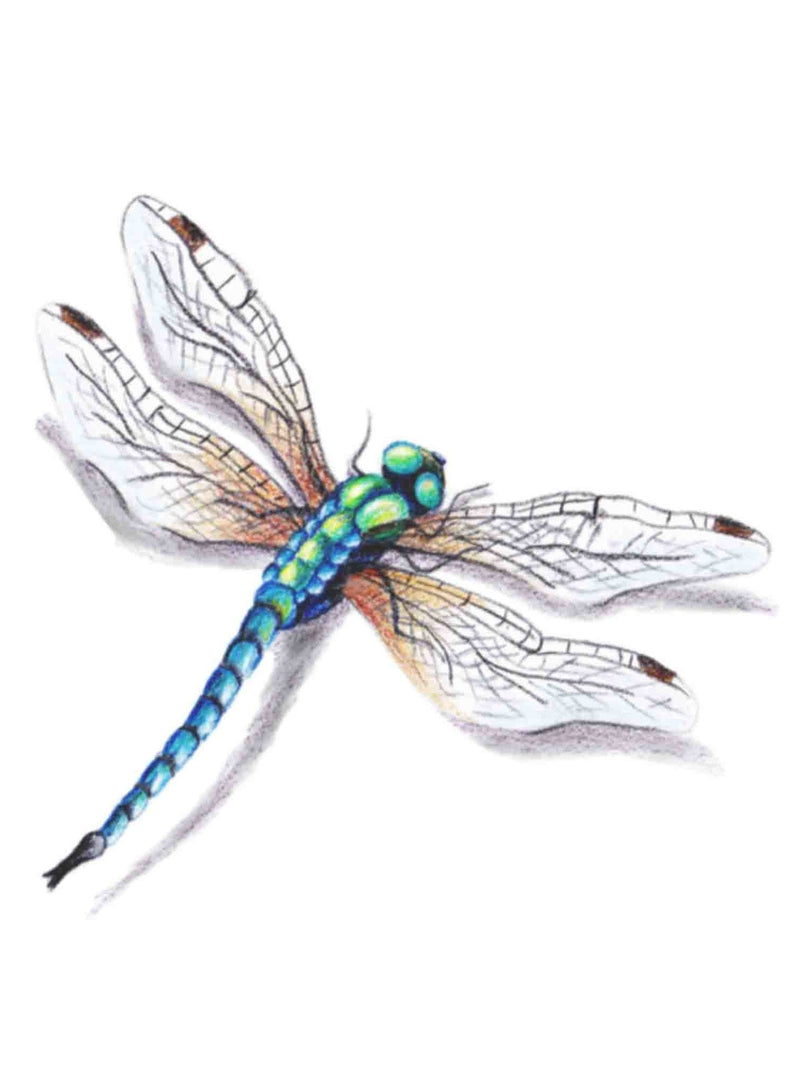 HookUp Tattoo Dragonfly