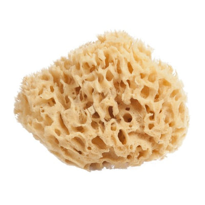 Scotty's Professional Natural Sea Sponge